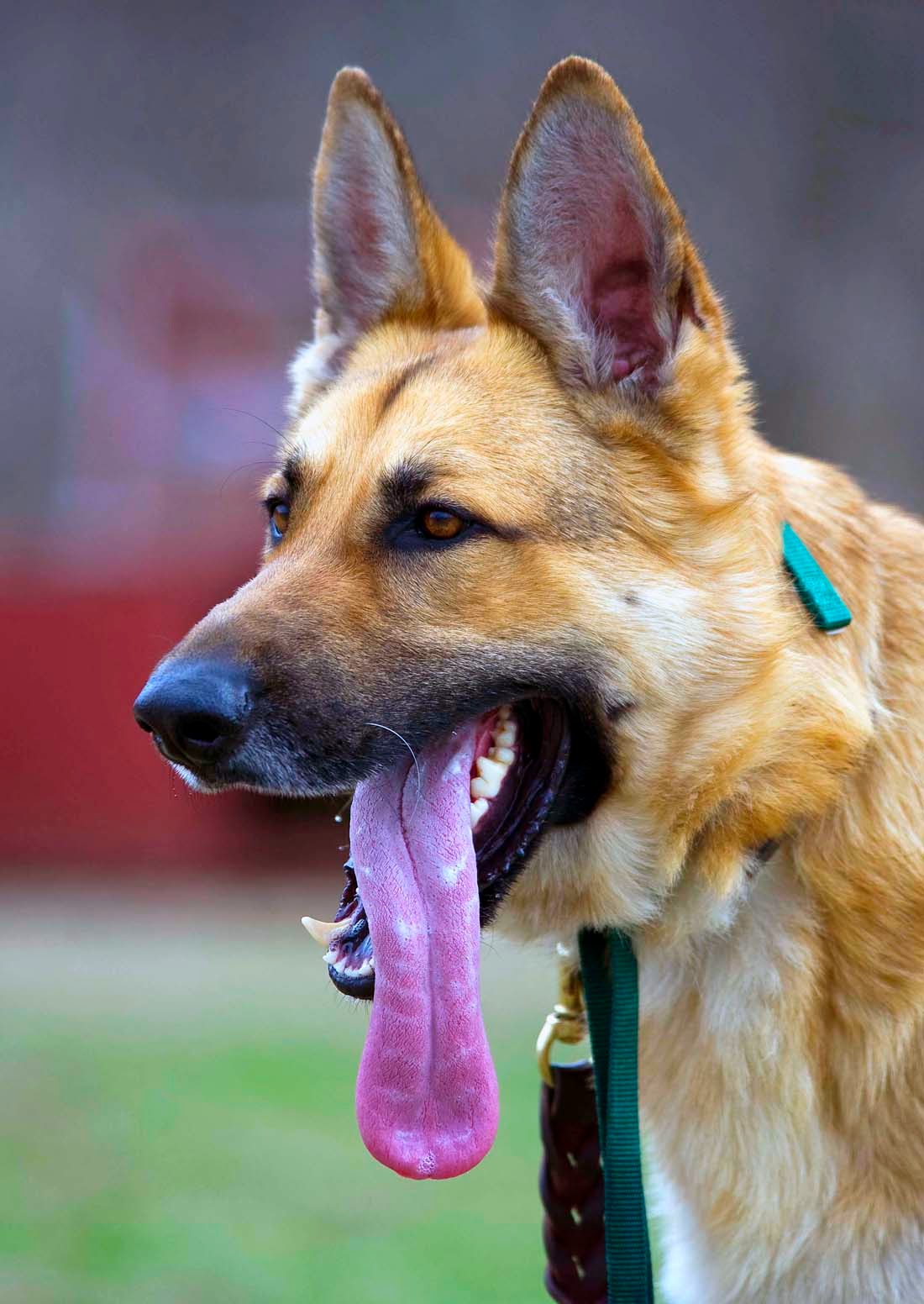 Resultat d'imatges de dog large tongue