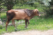 Lembu Cross