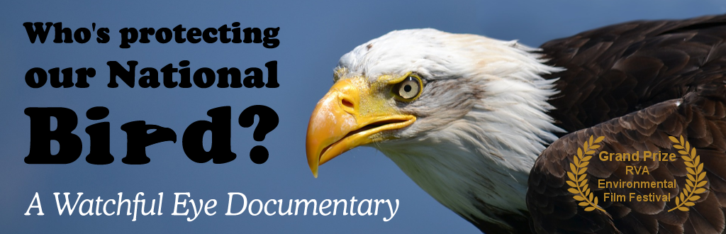 Bald Eagle Film (Who's Protecting Our National Bird?)