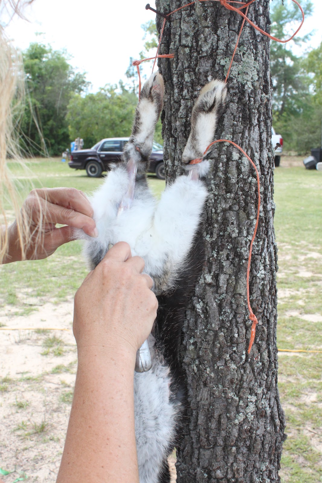 Homestead Life How To Skin a Rabbit