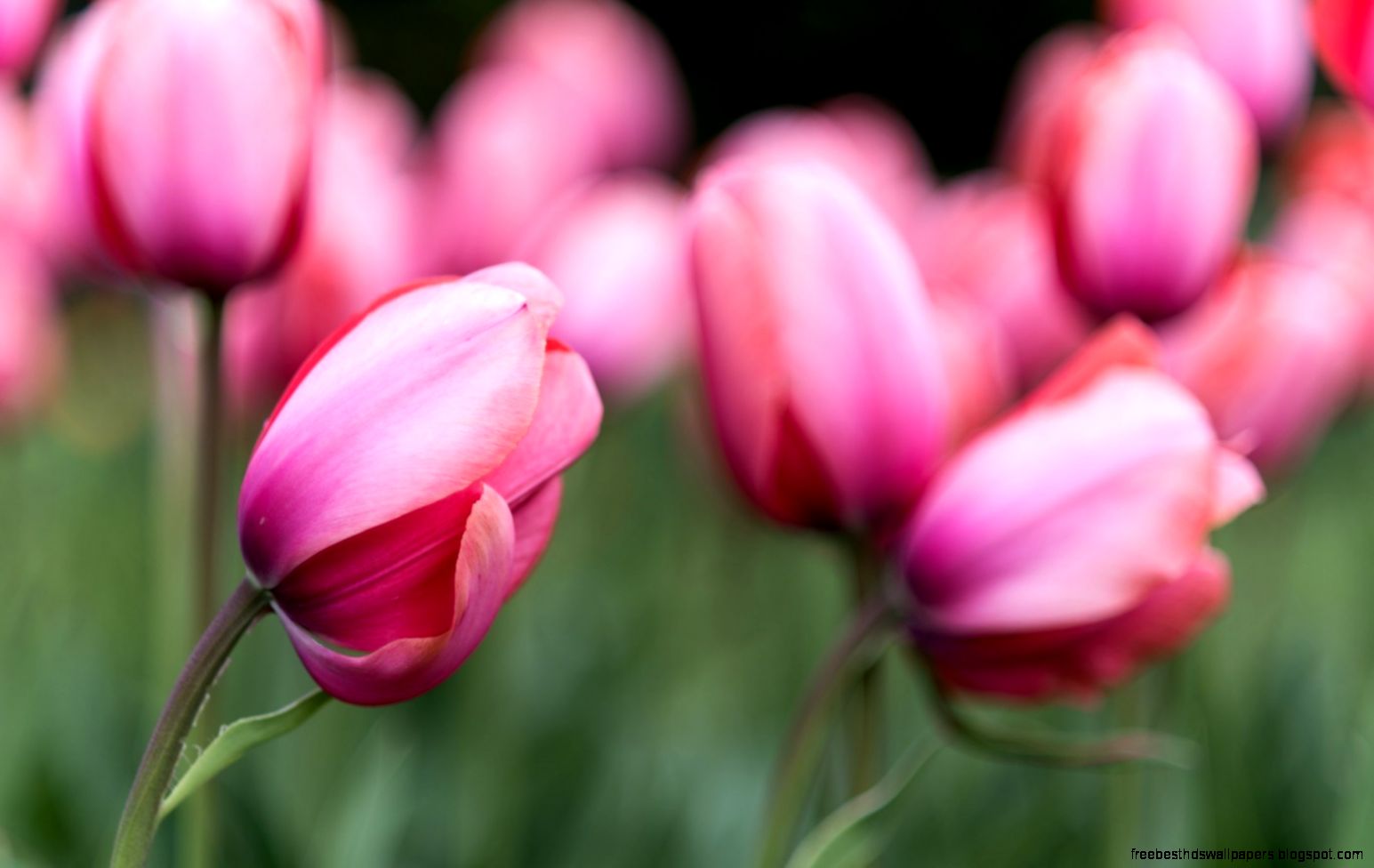 Beautiful Pink Tulip Buds Flower Field Macro Beautiful Pink Tulip Buds Flower Field Macro
