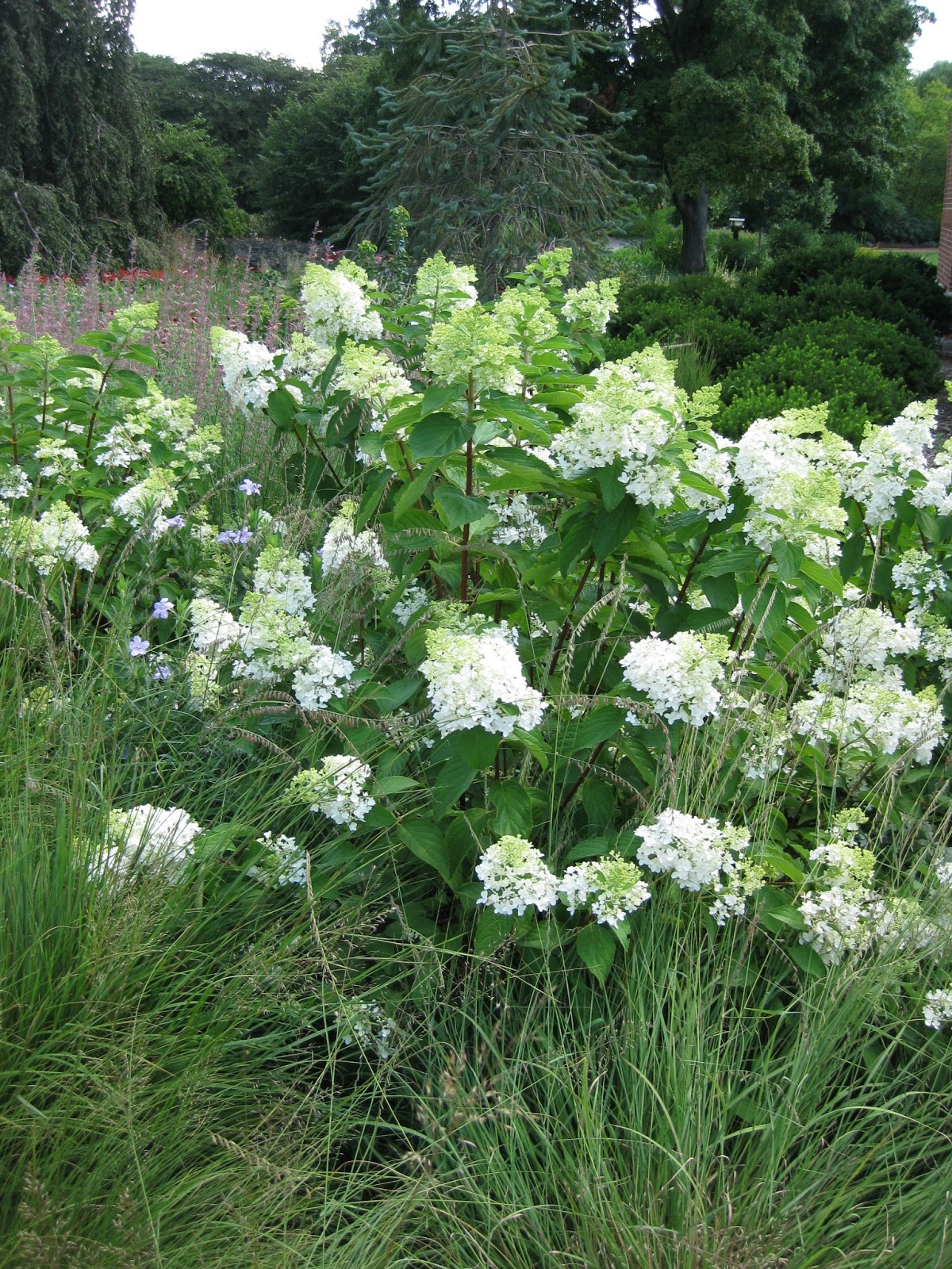 Future Plants By Randy Stewart Hydrangea