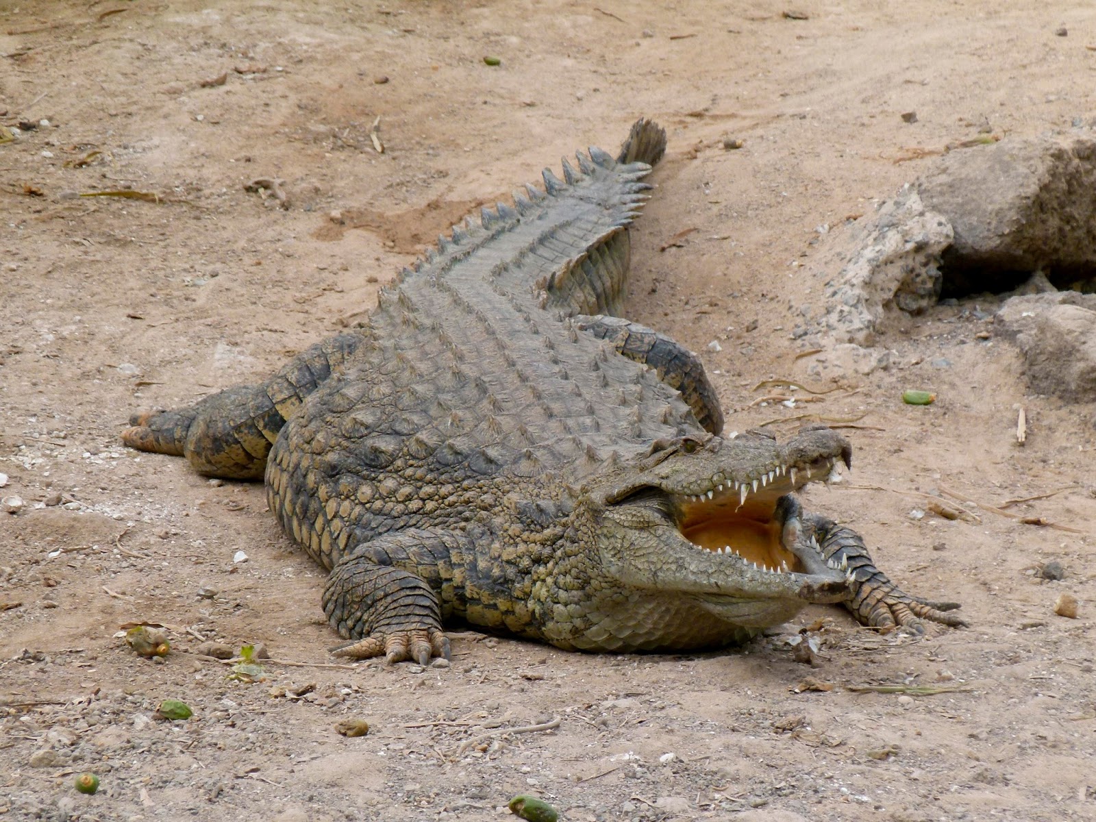 The beautiful dangerous nile crocodile   blogspot.com