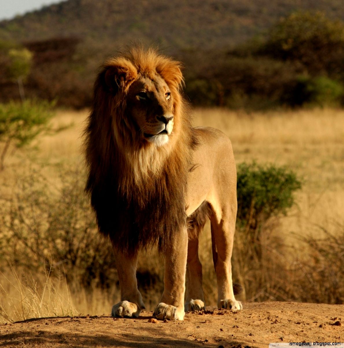 Desktop Wallpaper Hd Full Screen Lion