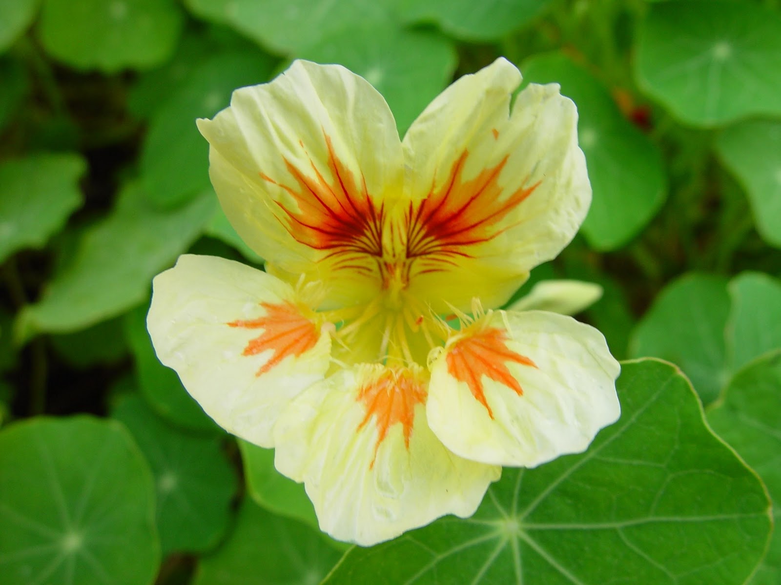 flowers for flower lovers.: Nasturtium flowers photos.