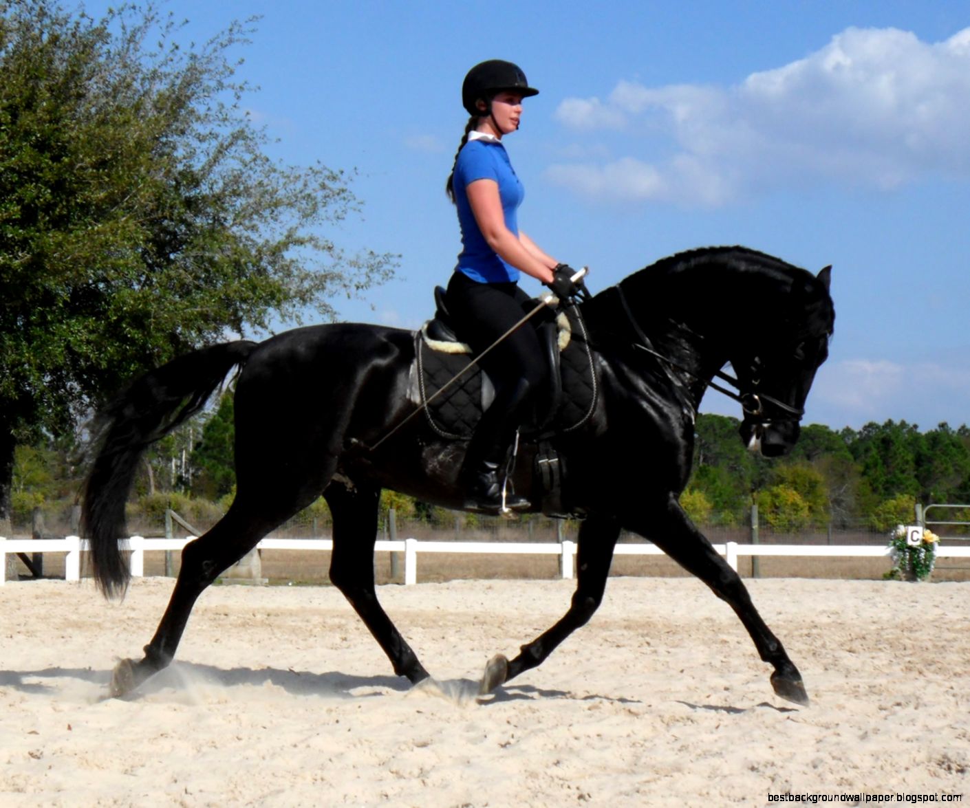 Black Spanish Andalusian Horses Black Spanish Andalusian Horses