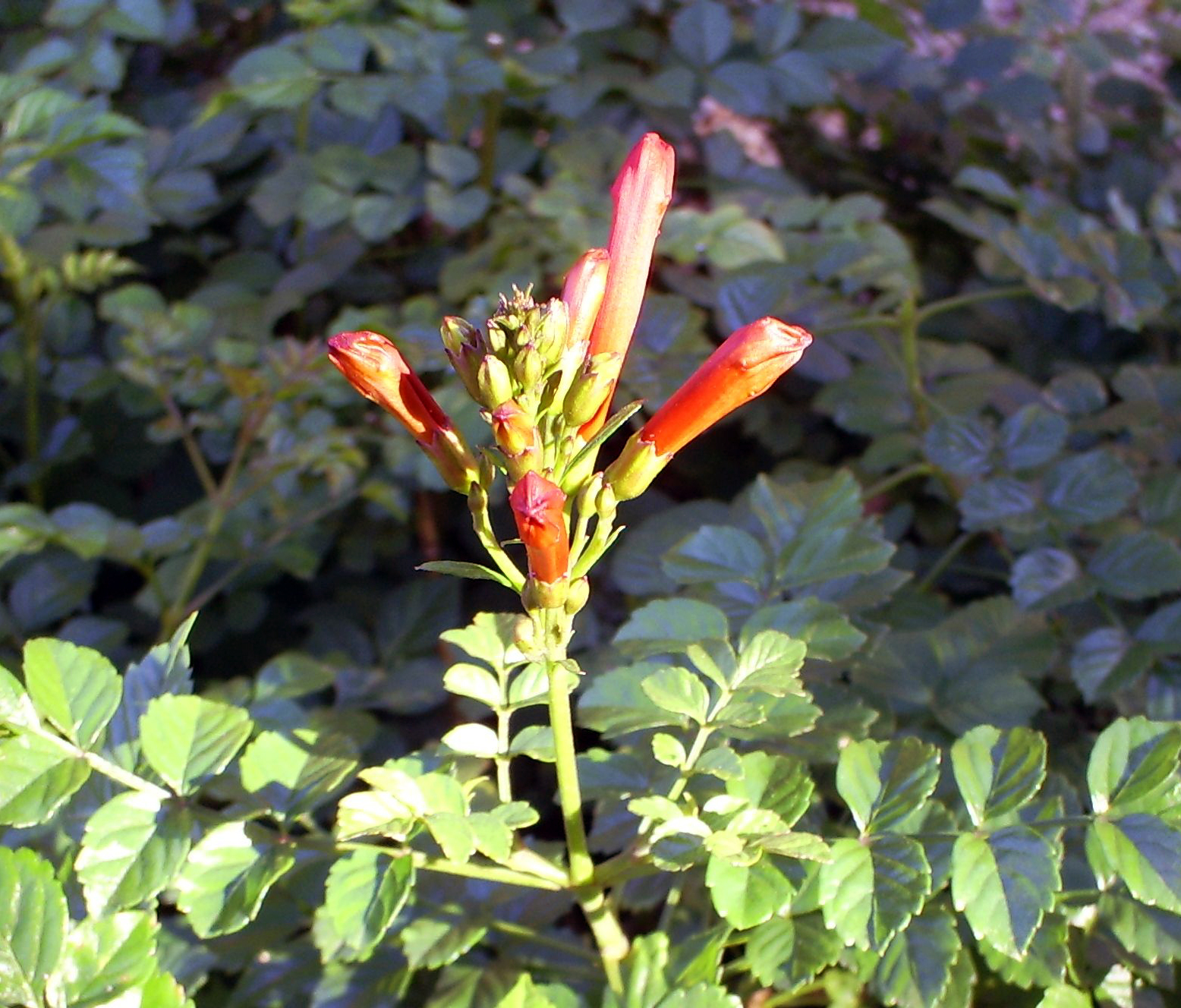 Brad's Tropical Paradise Encouraging cape honeysuckle to flower in the