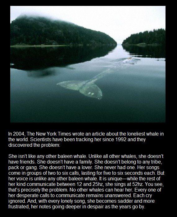 52 hertz whale 52 hertz whale