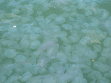 Alabama State News: Moon jellyfish clog Alabama and Mississippi coastal ...