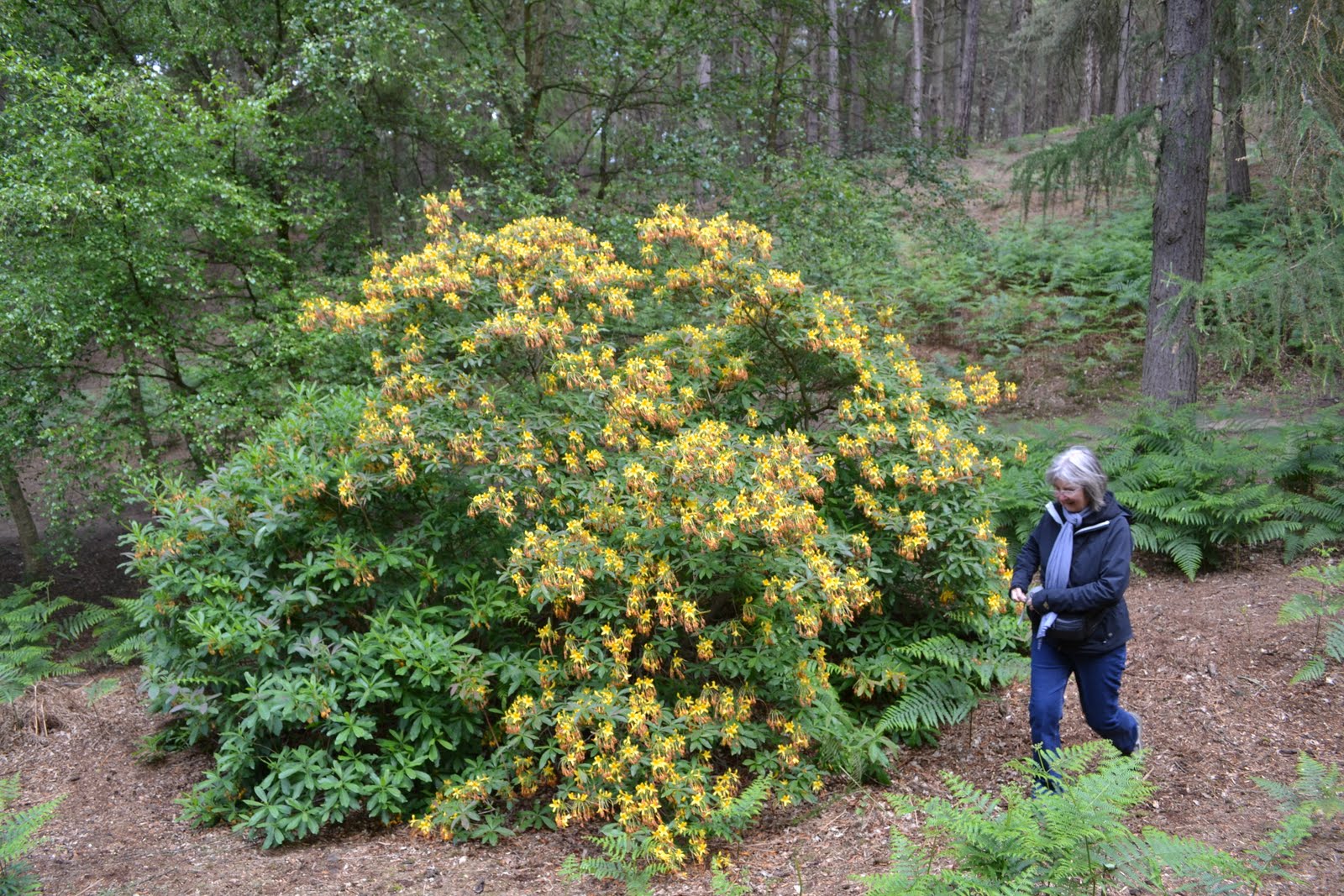 Yellow Azalea Bush