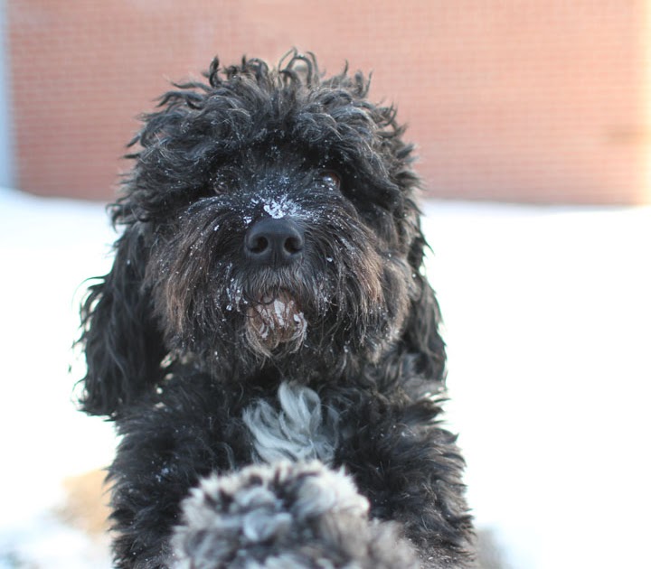 Maggie Poodle Cocker Spaniel Mix