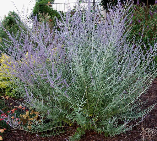 top 10 plants for drought conditions top 10 plants for drought conditions