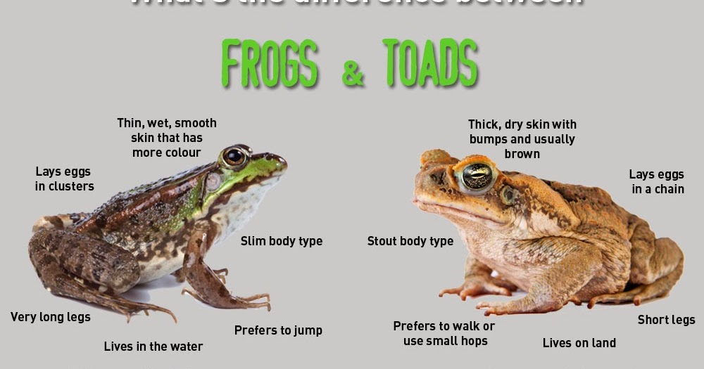 Seed to Feed Me WHAT IS THE DIFFERENCE BETWEEN A FROG AND A TOAD?