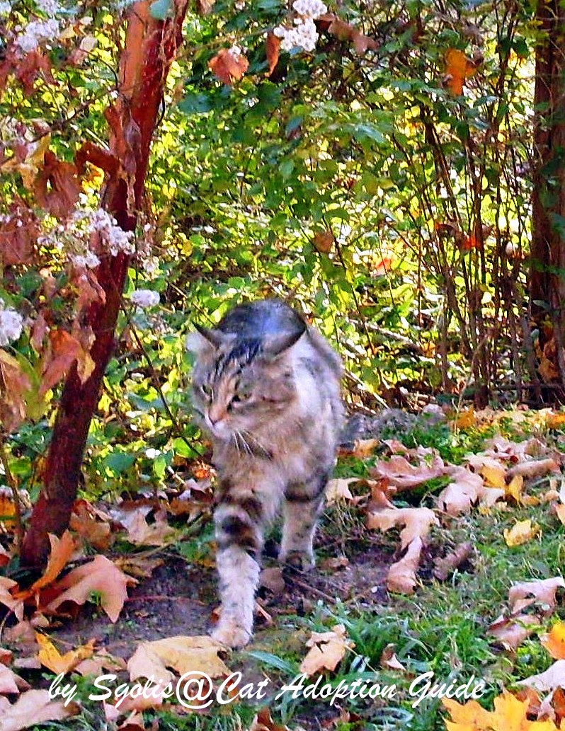 Cat Adoption Guide Feral Cat Colony Caregiver Responsibilities