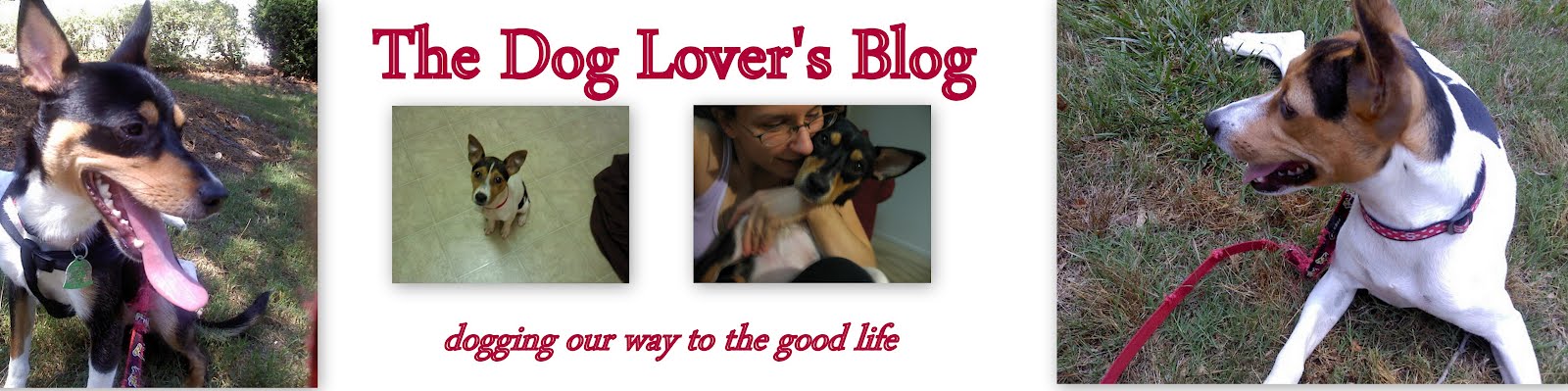 After Argos: The Dog Lover's Daily