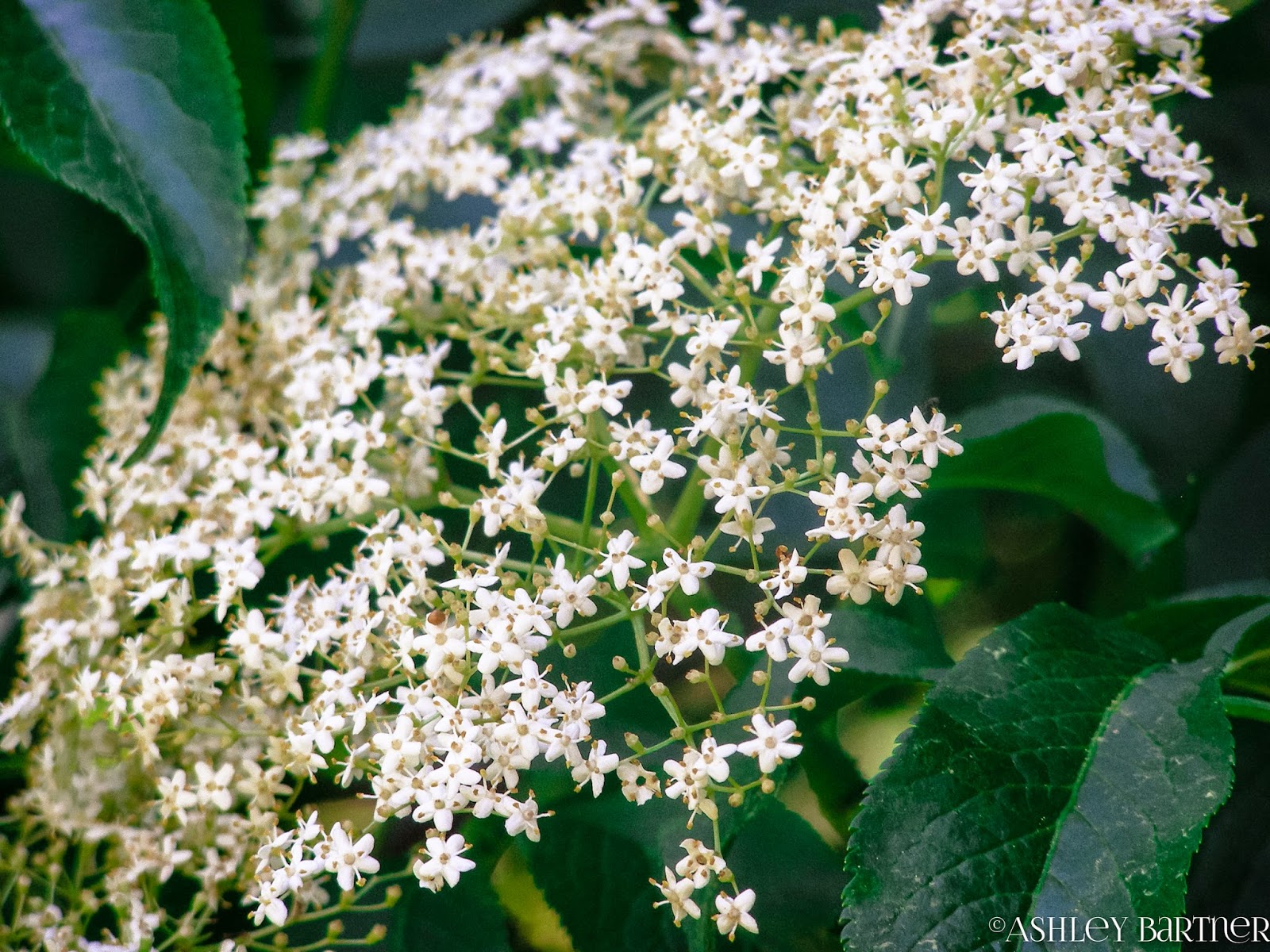 Elderflowers - did you know you can eat them? Recipe from Italy: Fried Elderflowers