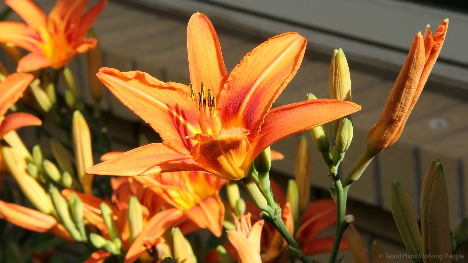 Tiger Lily TimeLapse In A Colorado Minute (Week 269) Luci Westphal