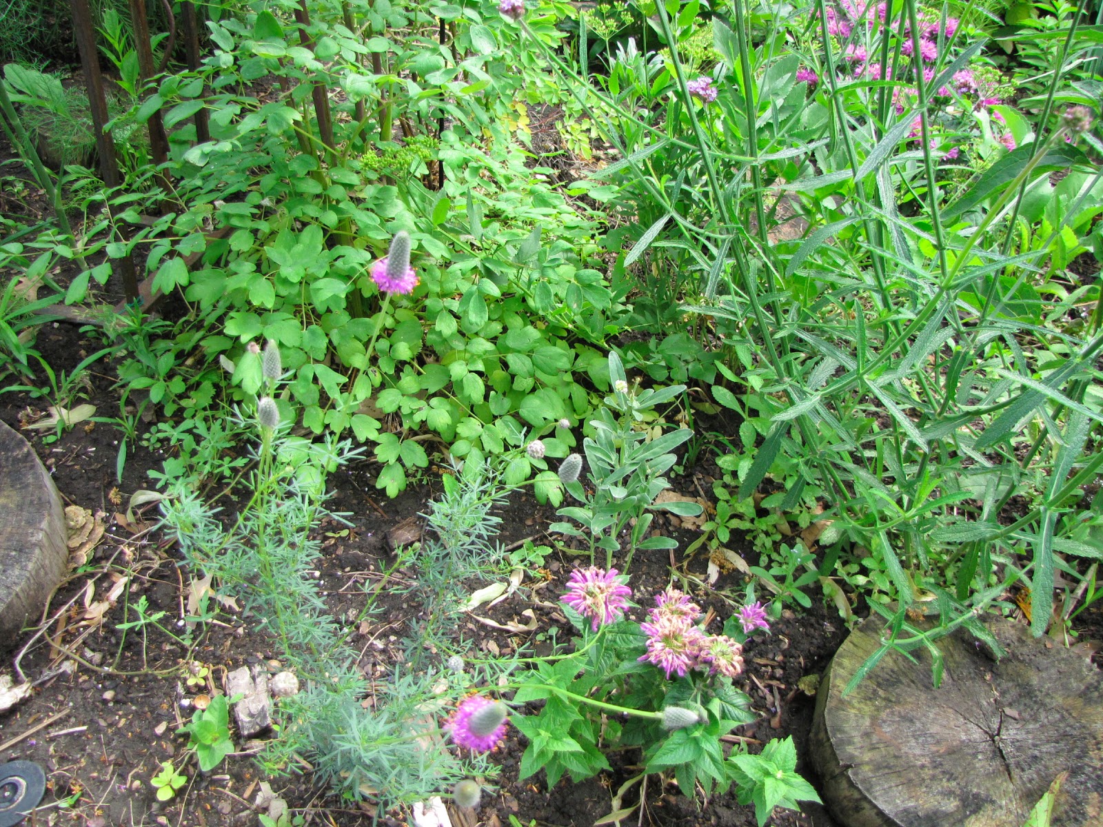 A Corner Garden: East Front Yard Flower Bed
