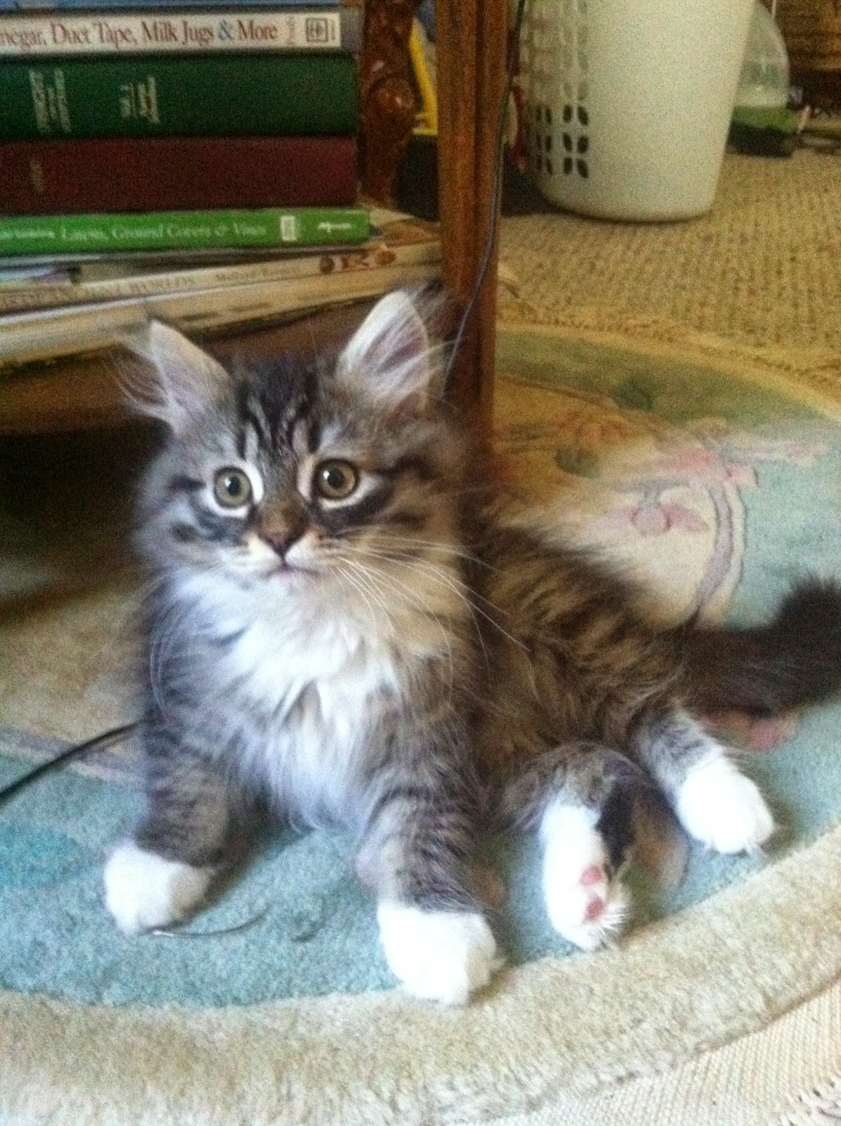 Cherished Siberians Siberian Cat Breeder from Unionville, Virginia