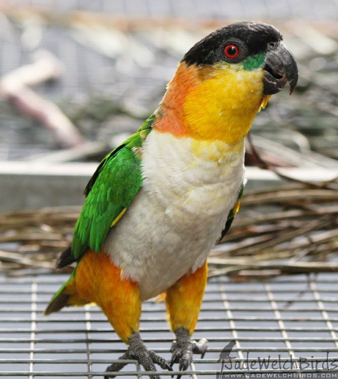 Jade Welch Birds The Blue or Par Blue Blackheaded Caique