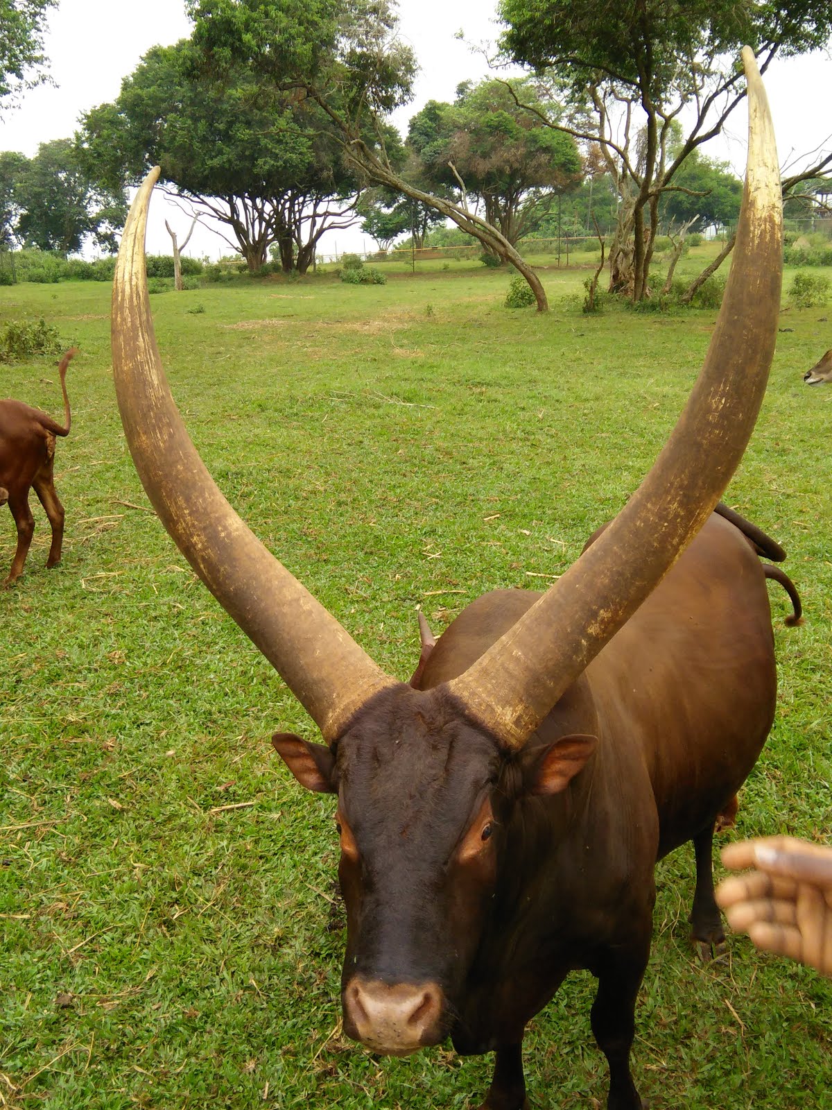 Close view of the gigantic horns of the Ankole bull