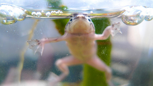 tiny water frogs