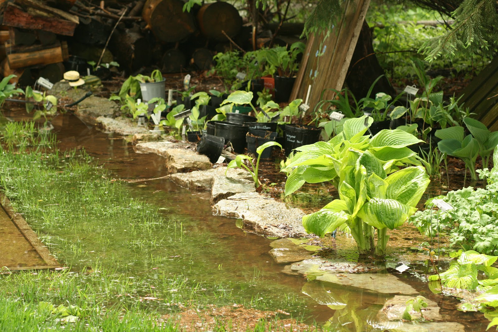 Cheesehead Gardening Hostas Underwater and Plants that Tolerate Water