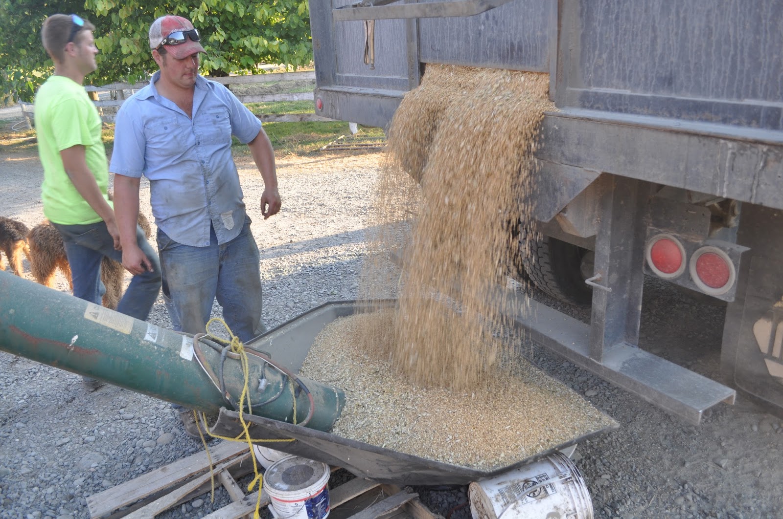 meat Gettin' the grain