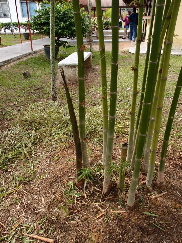 Xing Fu EDIBLE BAMBOO SHOOT