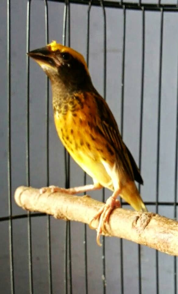 Mr Kicau Pesona Burung Manyar