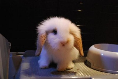 cute little bunny