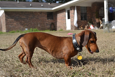 skinny dachshund