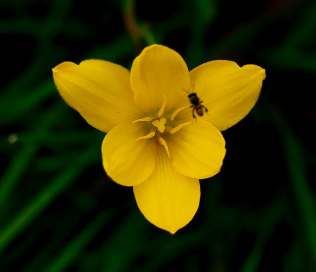 A yellow lily and a bee | Panasonic G1