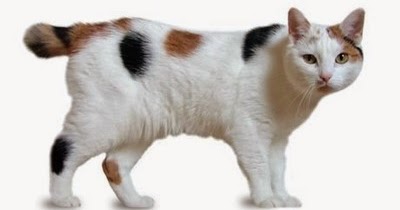 manx cat constipation