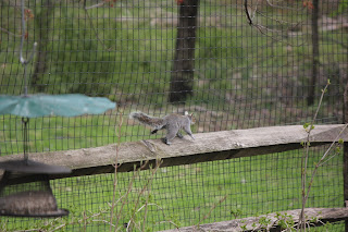 Squirrel running along the fence