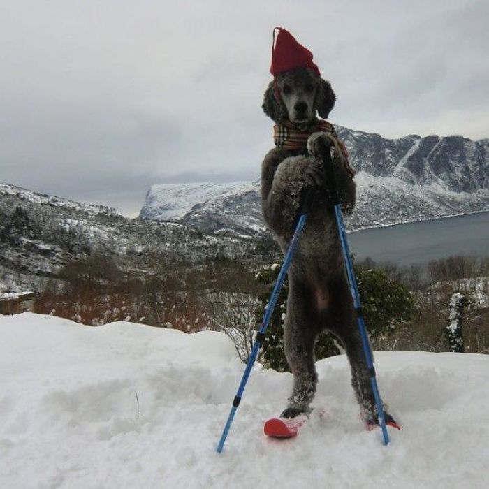perro-esquiando.jpg
