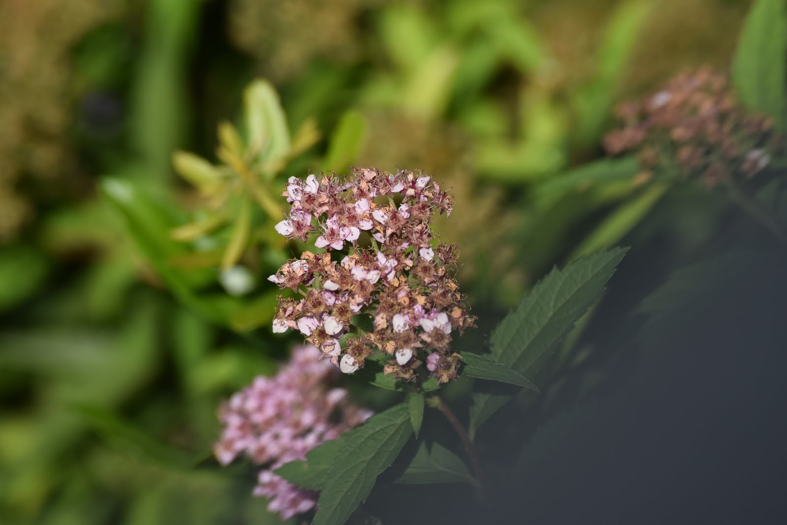 Dying (tiny purple) Verbena Flowers