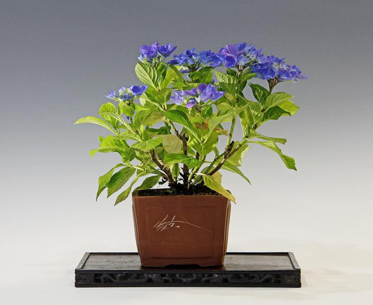 Kusamono bonsái HORTENSIA