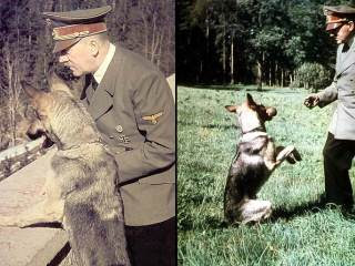 希特勒培訓 狗內閣