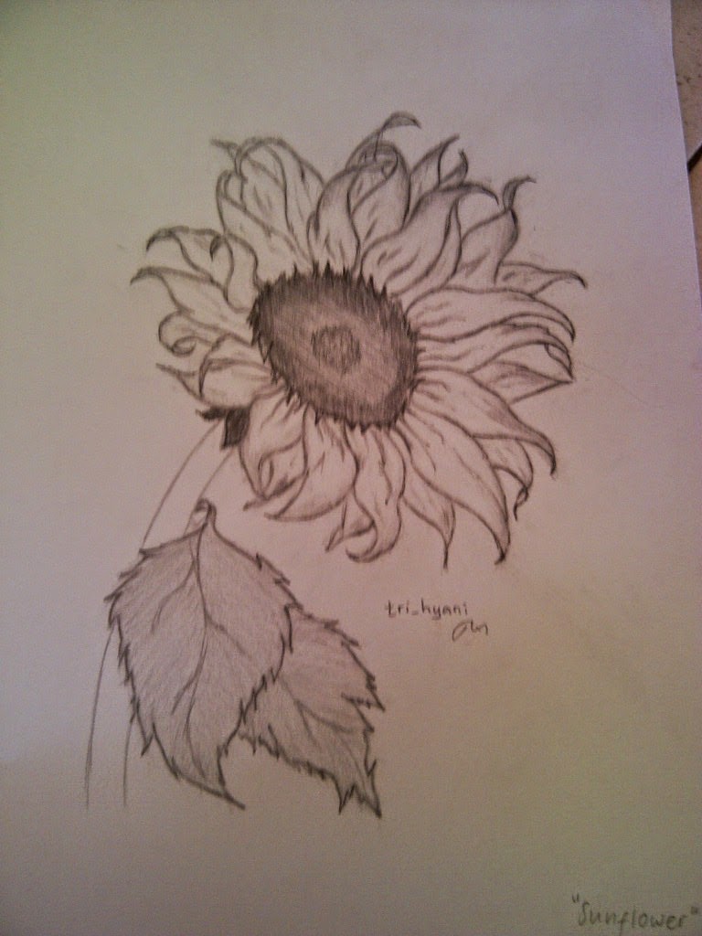 Sketsa Bunga Matahari