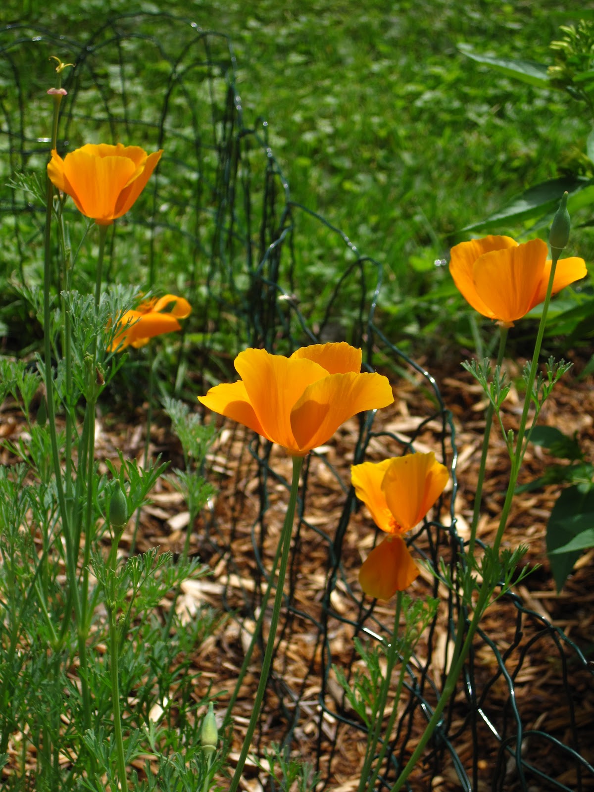 Enjoying My Garden What I'm Looking Forward To...