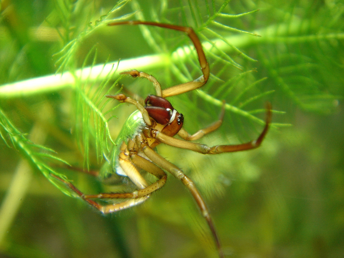 BugBlog Cybaeidae water spiders