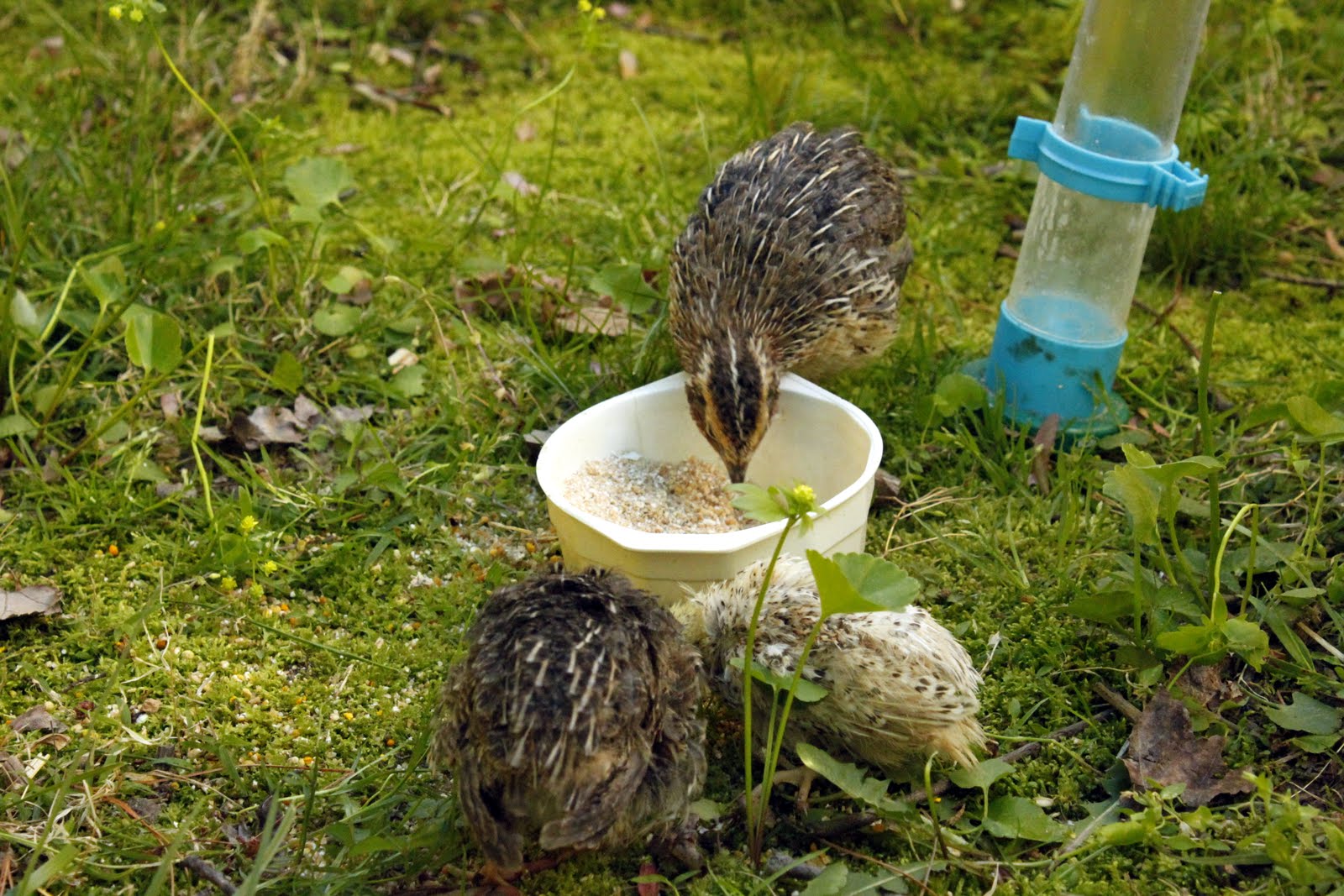 Granola Funk Mama Baby Quails Awe they're so cute!