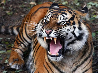Funny Pictures Gallery: Javan tiger, javan tigers, java tiger, javan