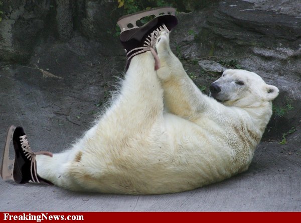 Funny-Mill-Funny-Polar-Bear-Collection-pic-37.jpg
