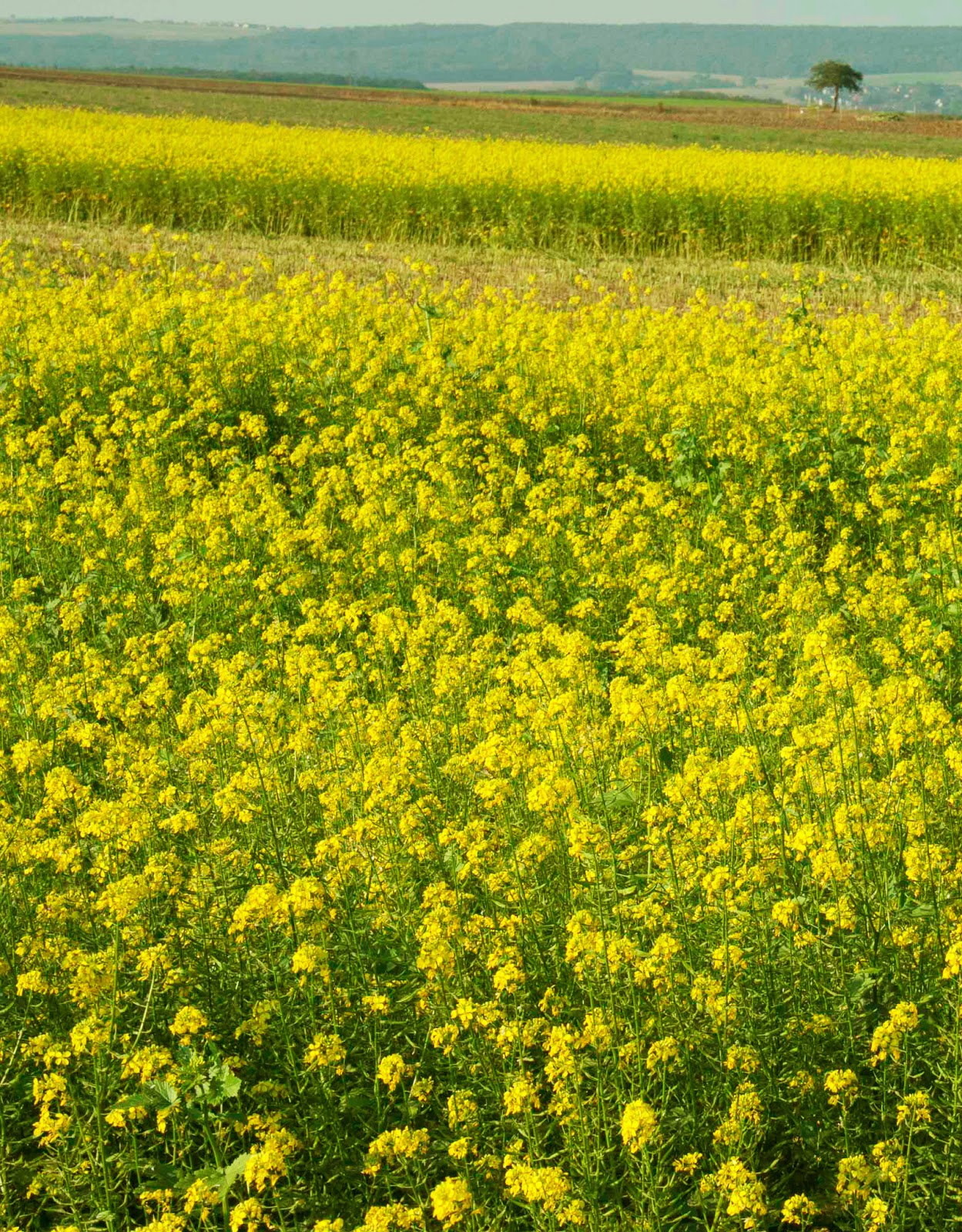 Catherine Eisner Immured mustard field. Found.