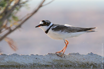 Малый зуек (Charadrius dubius) Little Ringed Plover