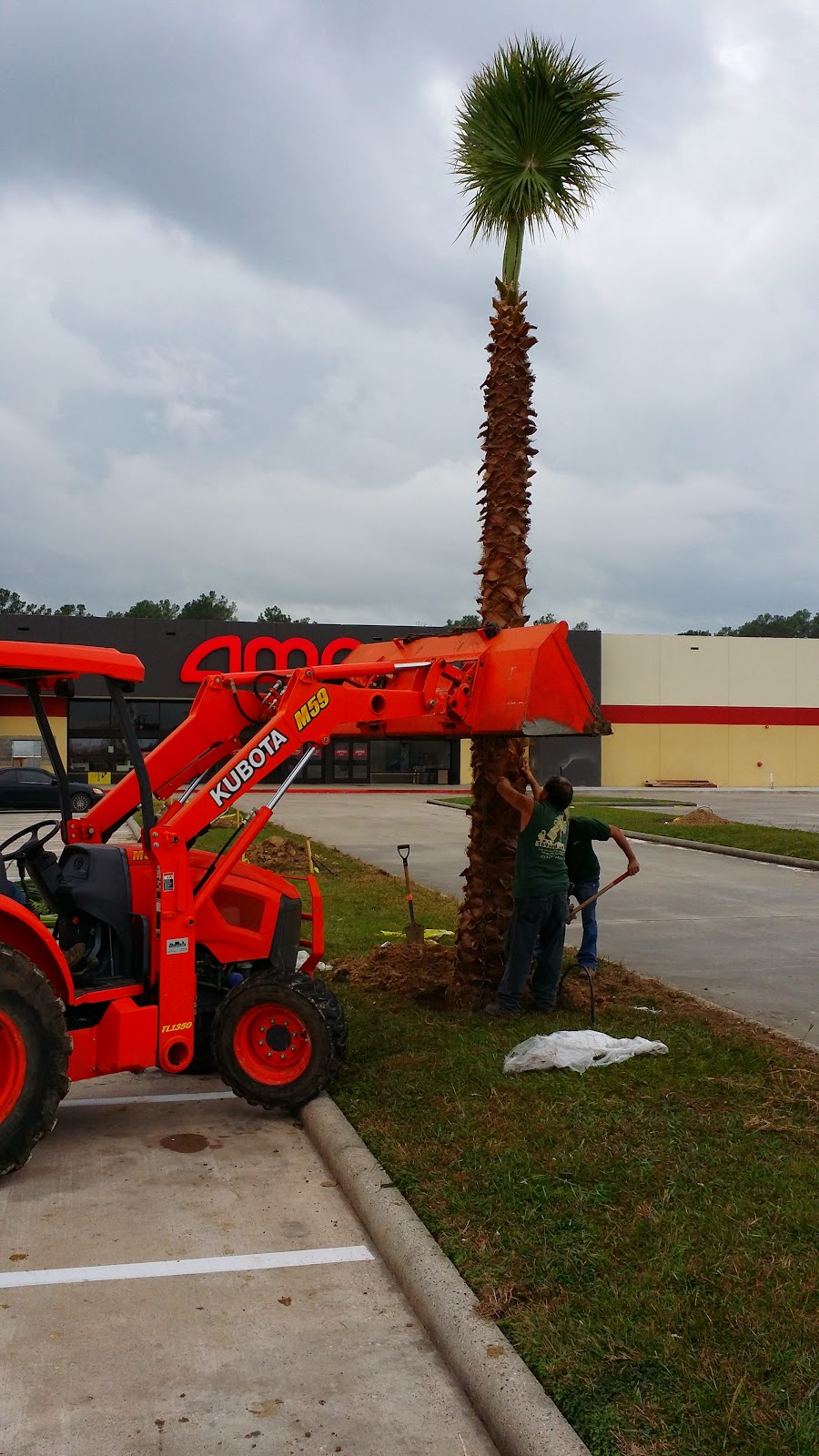 Cold Hardy Palm Trees in Houston Palm Trees Delivered and Installed