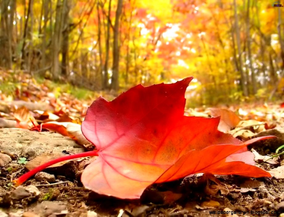 Fall Leaf Wallpapers Best HD Wallpapers Fall Leaf Wallpapers Best HD Wallpapers