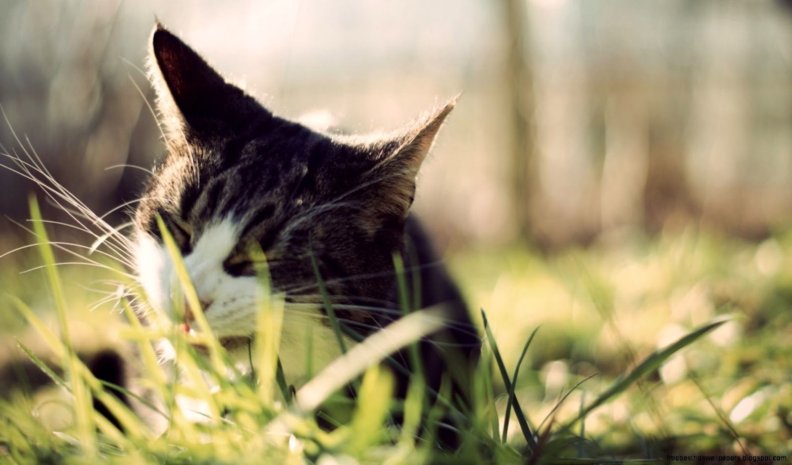 Cat Eating Grass Cat Eating Grass